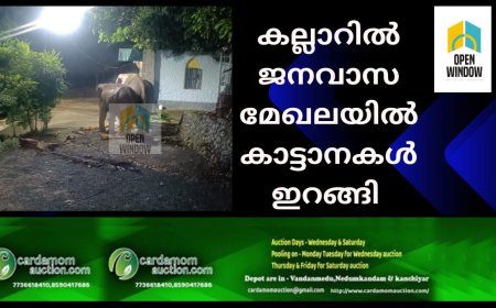 അടിമാലി കല്ലാറിൽ ജനവാസ മേഖലയിൽ കാട്ടാനകൾ ഇറങ്ങി