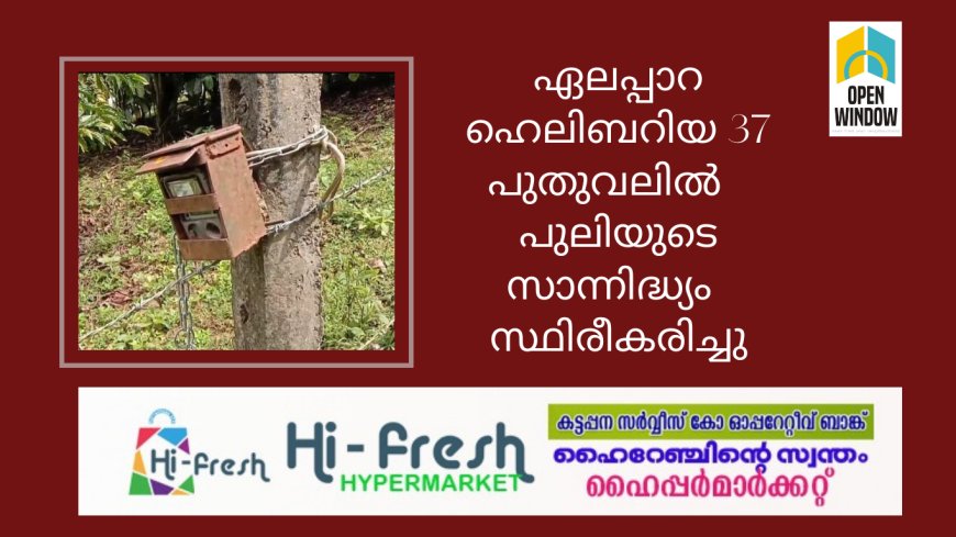 ഏലപ്പാറ ഹെലിബറിയ 37 പുതുവലിൽ   പുലിയുടെ സാന്നിദ്ധ്യം  സ്ഥിരീകരിച്ചു