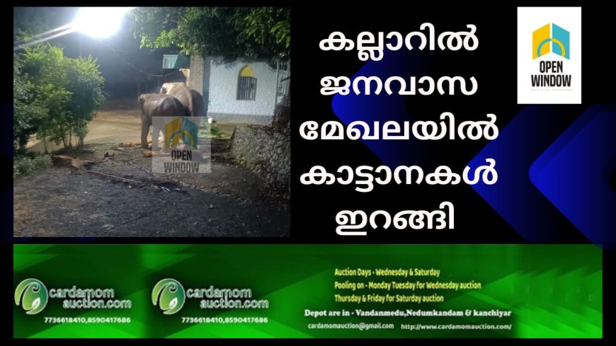 അടിമാലി കല്ലാറിൽ ജനവാസ മേഖലയിൽ കാട്ടാനകൾ ഇറങ്ങി