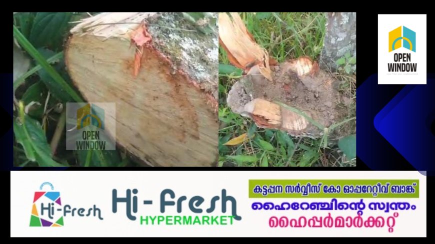 കമ്പംമെട്ടിൽ വഴിയരികിൽ നിന്ന ചന്ദനമരം മോഷ്ടാക്കൾ അപഹരിച്ചു