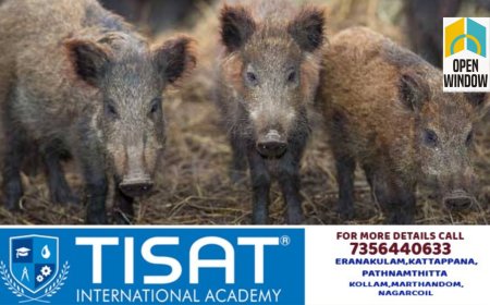 ജനവാസ മേഖലയിൽ വനപാലകർ കാട്ടുപന്നികളെ ഇറക്കിവിട്ട സംഭവം: നടപടിയെടുക്കുമെന്ന് ഇടുക്കി ജില്ലാ പഞ്ചായത്ത് പ്രസിഡന്റിന് വനമന്ത്രിയുടെ ഉറപ്പ്