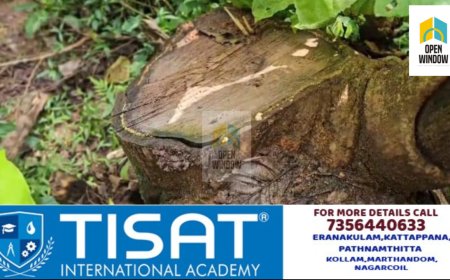 ഇടുക്കി പനംകുട്ടി വന മേഖലയിൽ നിന്നും  രാജകീയ മരങ്ങൾ വെട്ടി കടത്തിയ സംഭവത്തിൽ അന്വേഷണം  ഇഴഞ്ഞ് നീങ്ങുന്നു