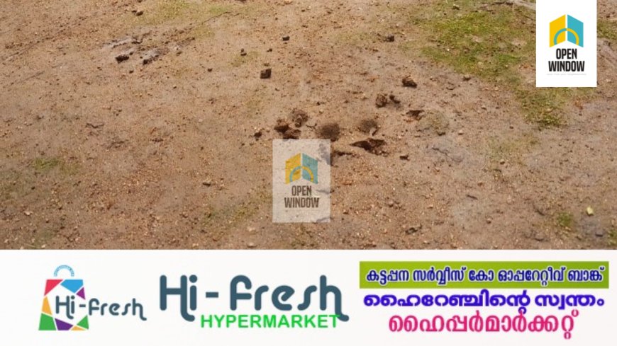 കാഞ്ചിയാർ കോവിൽമലയിൽ പൂച്ചപ്പുലിയുടെ സാന്നിധ്യം; വളർത്തുനായയെ പുലി കൊന്നു
