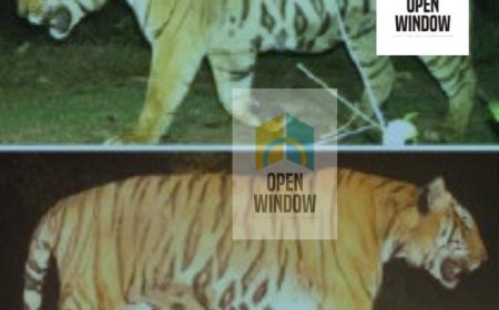 വയനാട് വാകേരിയില്‍ മനുഷ്യനെ പിടിച്ച കടുവയെ തിരിച്ചറിഞ്ഞതായി സൂചന