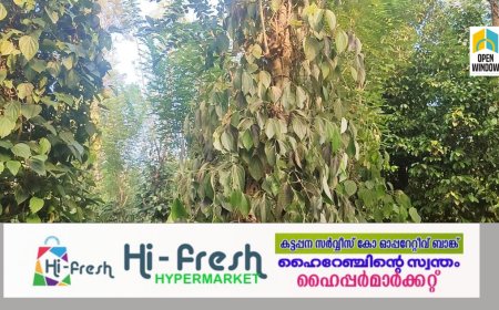 തോപ്രാംകുടിയിൽ സാമൂഹ്യവിരുദ്ധർ കുരുമുളക് ചെടികൾ  വെട്ടി നശിപ്പിച്ചു