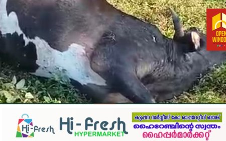 പീരുമേട് മുണ്ടയ്ക്കൽ കോളനി ഗ്ലെൻ മേരി റോഡിൽ വന്യമൃഗ ആക്രമണം; പശുവിനെ ചത്ത നിലയിൽ കണ്ടെത്തി.