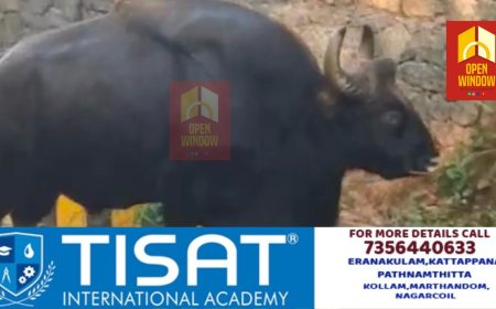 ഇടുക്കി ബൈസൺവാലിയിൽ ഭീതി പരത്തി കാട്ടുപോത്ത്