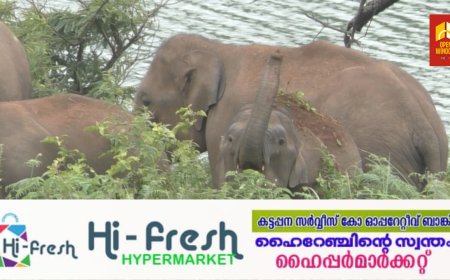 ഇടുക്കി ചിന്നക്കനാൽ  പഞ്ചായത്തിലെ മനുഷ്യ -വന്യമൃഗ സംഘർഷം ലഘൂകരിക്കാൻ  പദ്ധതിയുമായി  വനം വകുപ്പ്