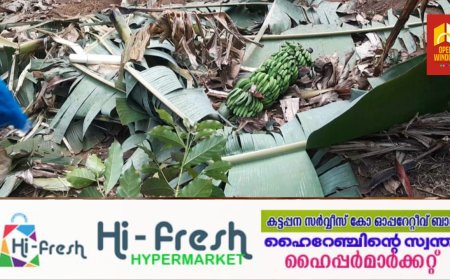 കാഞ്ചിയാർ കോവിൽ മലയിലെ ജനവാസ മേഖലയിൽ കാട്ടാനകൾ ; വ്യാപകമായി കൃഷി നശിപ്പിച്ചു