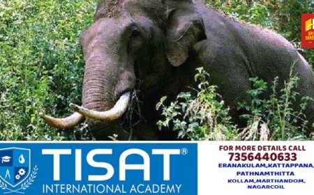 ചിന്നക്കനാലിൽ കാട്ടാനയെ കണ്ട് ഭയന്ന് ഓടിയ വീട്ടമ്മക്ക് വീണ് പരിക്കേറ്റു