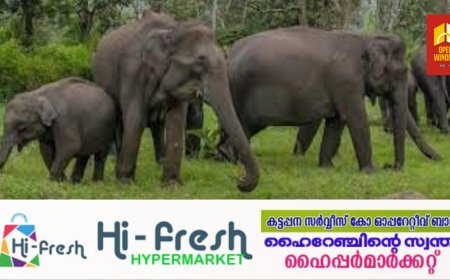 ചിന്നക്കനാല്‍ ബിഎല്‍ റാമില്‍ കാട്ടാന ശല്യം അതി രൂക്ഷം; പകല്‍ സമയങ്ങളില്‍ പോലും കൃഷിയിടങ്ങളില്‍ ഇറങ്ങാന്‍ കഴിയാത്ത അവസ്ഥയിൽ നാട്ടുകാര്‍