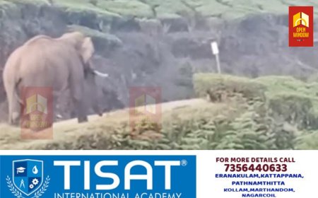 മൂന്നാറിലും അടിമാലിയിലും  ജനവാസ മേഖലകളിൽ വീണ്ടും കാട്ടാന ഇറങ്ങി