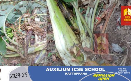 കണ്ണംമ്പടി കത്തിതേപ്പ നിൽ കാട്ടാന കൂട്ടം കൃഷിനശിപ്പിച്ചു