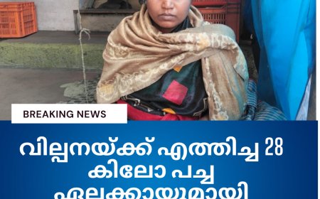 വില്പനയ്ക്ക് എത്തിച്ച 28 കിലോ പച്ച ഏലക്കായുമായി അന്യസംസ്ഥാന തൊഴിലാളി പിടിയിൽ