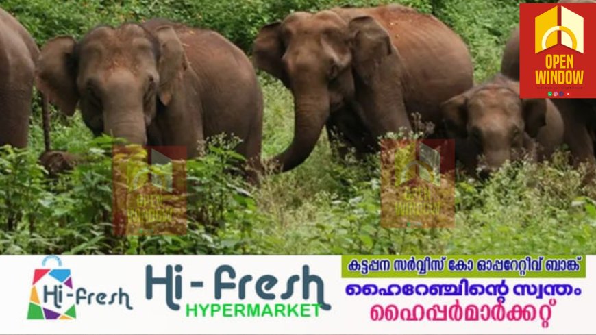 ഭീതിയൊഴിയുന്നില്ല; മൂന്നാറില് കാട്ടാനകൂട്ടം, നേര്യമംഗലത്ത് മരിച്ച ഇന്ദിരയുടെ വീടിന് സമീപം കാട്ടാന