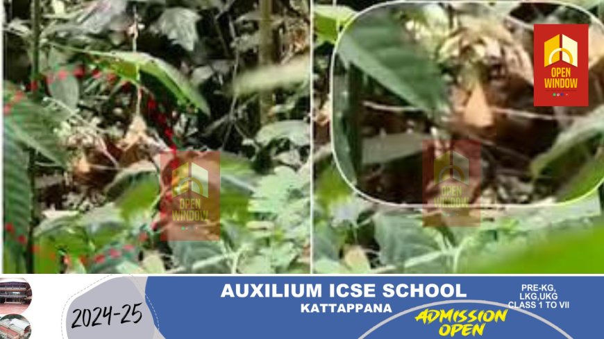 മയക്കുവെടി വയ്ക്കും മുമ്പ് കടന്നുകളഞ്ഞു; കണ്ണൂരില് നാട്ടിലിറങ്ങിയ കടുവയ്ക്കായി തിരച്ചില് തുടരുന്നു