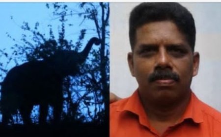പത്തനംതിട്ട തുലാപ്പള്ളിയിൽ കാട്ടാന ആക്രമണം ; ഒരാൾ കൊല്ലപ്പെട്ടു