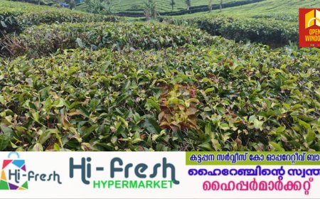 ഹൈറേഞ്ചിലെ ചെറുകിട തേയിലത്തോട്ടങ്ങളിൽ റെഡ് സ്പൈഡർ രോഗം പടരുന്നത് കർഷകരെ ആശങ്കയിലാഴ്ത്തുന്നു