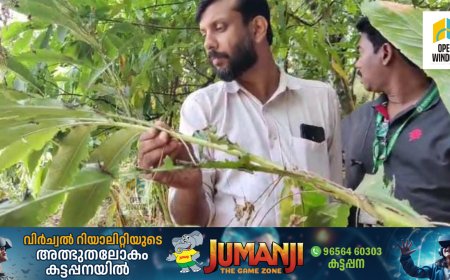 വേനൽച്ചൂട്, ഒപ്പം ഇടുക്കിയിലെ മലയോര മേഖലയിൽ വെട്ടുകിളിശല്യവും