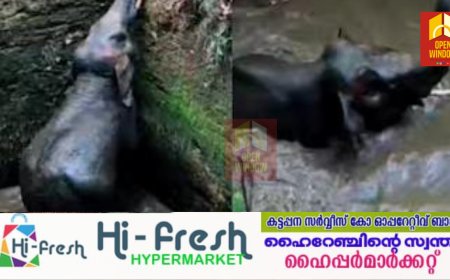 കോതമംഗലത്ത് സ്വകാര്യ വ്യക്തിയുടെ കിണറ്റില്‍ കാട്ടാന വീണു; രക്ഷപ്പെടുത്താൻ തീവ്രശ്രമം
