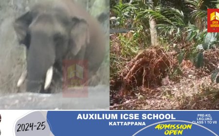 പീരുമേട് ജനവാസ മേഖലയിൽ   വീണ്ടും കാട്ടാനാക്രമണം; വ്യാപക കൃഷി നാശം