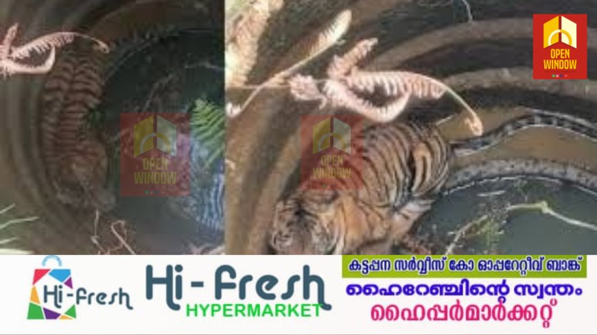 വലയിലാക്കി; വയനാട്ടില്‍ കിണറ്റില്‍ വീണ കടുവയെ മയക്കുവെടി വച്ച് പുറത്തെടുത്തു