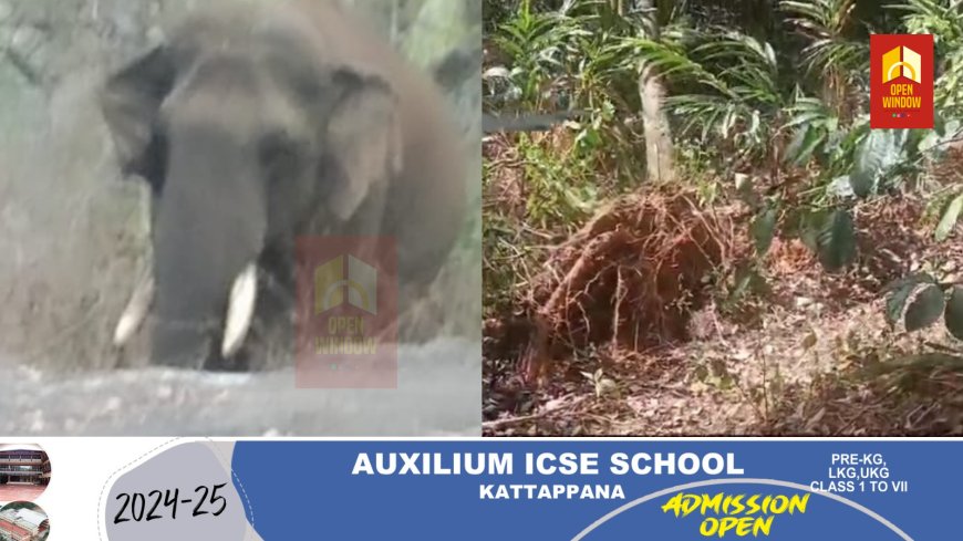 പീരുമേട് ജനവാസ മേഖലയിൽ   വീണ്ടും കാട്ടാനാക്രമണം; വ്യാപക കൃഷി നാശം