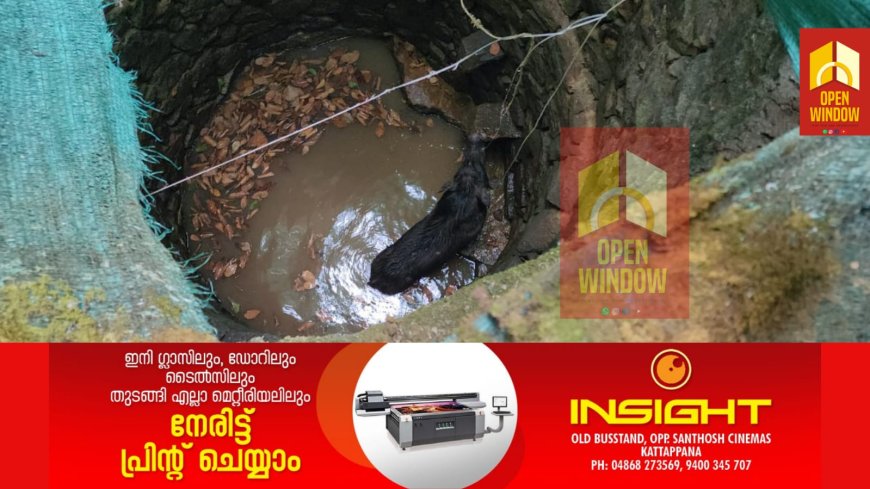 കട്ടപ്പന ആനകുത്തിയിൽ കിണറ്റിൽ കാട്ടുപന്നി ചാടി