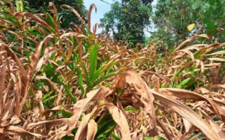 വേനൽ ചൂടിൽ വീണത് 44.05 കോടിയുടെ വിളകൾ