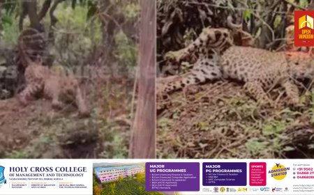 കമ്പിവേലിയില്‍ പുലി കുടുങ്ങി; ആശങ്കയോടെ നാട്ടുകാര്‍, കുതറിയോടിയാല്‍ അപകടം