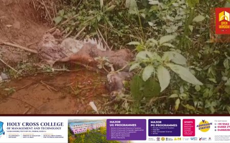 മൂന്നാറിലെ ജനവാസ മേഖലയില്‍ വീണ്ടും പുലിയുടെ ആക്രമണം