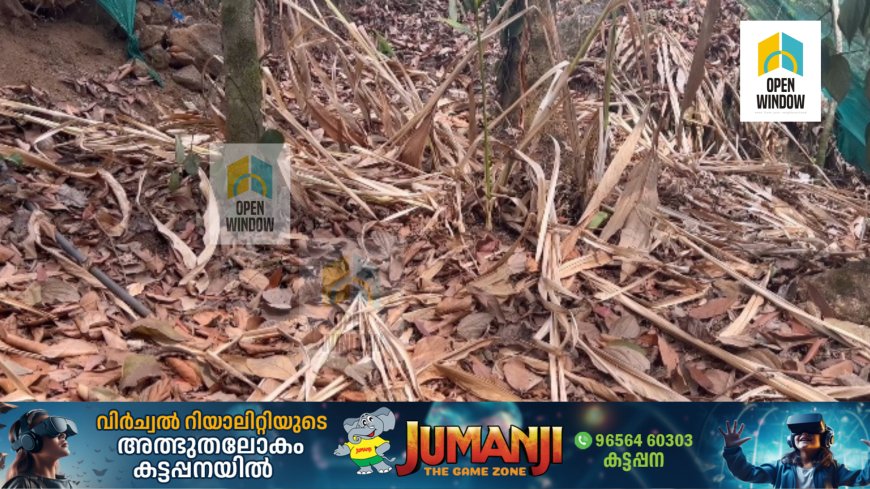 വേനൽചൂട്: നഷ്ടം സംഭവിച്ച തോട്ടങ്ങൾക്ക് കേന്ദ്ര സർക്കാർ അടിയന്തിര നഷ്ടപരിഹാരം അനുവദിക്കണമെന്ന് പി എൽ സി