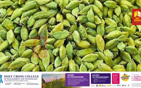 ഏലയ്ക്ക റീപൂളിങ്ങ് തട്ടിപ്പിന് തടയിടാൻ അപ്രായോഗിക നിർദേശങ്ങളുമായി സ്‌പൈസസ് ബോർഡ്;
നേട്ടം സ്വകാര്യ ഏലം ലേല ഏജൻസികൾക്ക്