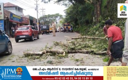 കട്ടപ്പന ഇടുക്കി കവലിൽ അപകട ഭീഷണി ഉയർത്തി നിന്നിരുന്ന മരങ്ങളുടെ ചില്ലകൾ വെട്ടിമാറ്റാൻ നടപടി