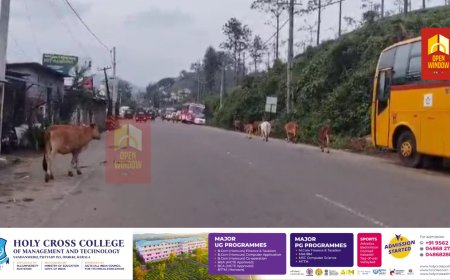 കൊട്ടാരക്കര ദിണ്ഡുക്കൽദേശീയ പാതയിൽ വണ്ടിപ്പെരിയാർ ടൗണിൽ കാൽനട വാഹന യാത്രികർക്ക് അപകട ഭീതി പരത്തി അലഞ്ഞ് തിരിഞ്ഞ് കന്നുകാലികൾ