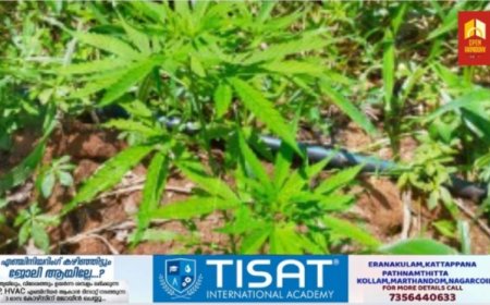 നെടുങ്കണ്ടം രാമക്കൽമേട് വിനോദസഞ്ചാര കേന്ദ്രത്തിനടുത്ത് കഞ്ചാവു ചെടി കണ്ടെത്തി