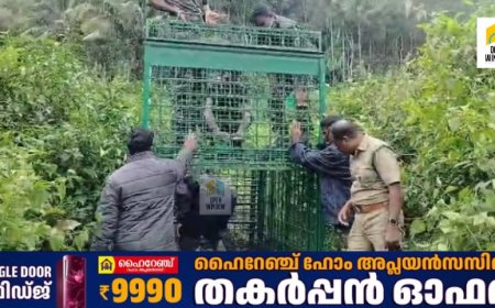 വണ്ടിപ്പെരിയാർ മൂലക്കയം മാട്ടുപ്പെട്ടിയിൽ നാട്ടുകാരെ ഭീതിയിലാഴ്ത്തിയ  കടുവയെ പിടിക്കാൻവനം വകുപ്പ് കൂട് സ്ഥാപിച്ചു