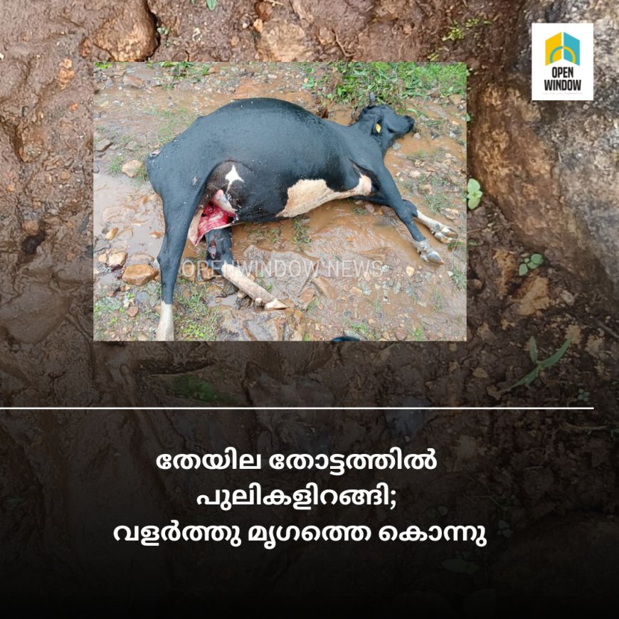 തേയില തോട്ടത്തിൽ പുലികളിറങ്ങി: വളർത്തു മൃഗത്തെ കൊന്നു; ഭീതിയിൽ നാട്ടുകാർ,വണ്ടിപ്പെരിയാർ, അരണക്കൽ എസ്റ്റേറ്റേറ്റിലെ മൗണ്ട് ഭാഗത്ത് ആണ് സംഭവം