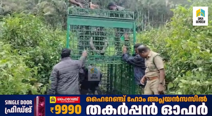 വണ്ടിപ്പെരിയാർ മൂലക്കയം മാട്ടുപ്പെട്ടിയിൽ നാട്ടുകാരെ ഭീതിയിലാഴ്ത്തിയ  കടുവയെ പിടിക്കാൻവനം വകുപ്പ് കൂട് സ്ഥാപിച്ചു