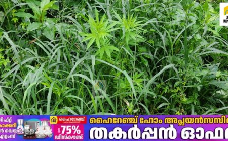 കട്ടപ്പന പേഴുംകവലയില്‍ കഞ്ചാവ് ചെടി കണ്ടെത്തി