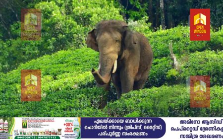 ‘അരിക്കൊമ്പൻ ആരോഗ്യവാൻ; പുതിയ ആനക്കൂട്ടത്തിനൊപ്പം കളക്കാട് മുണ്ടൻതുറൈ വനത്തിൽ തുടരുന്നു’