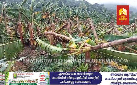 ഇടുക്കിയിൽ ശക്തമായ കാറ്റിലും മഴയിലും വൻ നാശനഷ്ടം. രാജാക്കാട്ടിൽ 500 ഓളം ഏത്തവാഴകൾ കാറ്റിൽ ഒടിഞ്ഞു വീണു