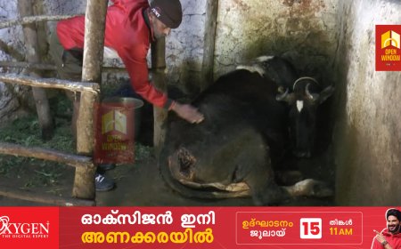 മൂന്നാറില്‍ വീണ്ടും വളര്‍ത്തു മൃഗങ്ങള്‍ക്ക് നേരെ പുലിയുടെ ആക്രമണം