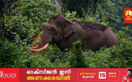 ഉപ്പുതറയിൽ കൃഷിയിടത്തിൽ നിന്നും കാട്ടാനയെ തുരത്തുന്നതിനിടെ കയ്യിലിരുന്ന പടക്കം
പൊട്ടി വനം വകുപ്പ് വാച്ചറുടെ 
വിരലുകൾ അറ്റു