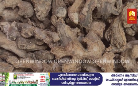 ഉത്പാദനം കുത്തനെ കുറഞ്ഞു ; ഹൈറേഞ്ചിൽ ഇഞ്ചിക്ക് പൊന്നും വില