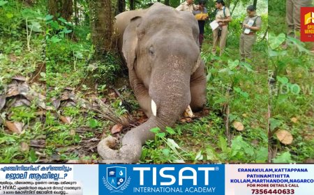 അടിമാലി കാഞ്ഞിരവേലിയില്‍ കാട്ടാനയെ ചെരിഞ്ഞനിലയില്‍ കണ്ടെത്തി