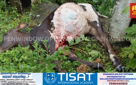 ഏലപ്പാറ കോഴിക്കാനത്ത്  പുലിയിറങ്ങി; പശുവിനെ കൊന്നു