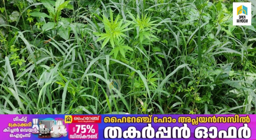 കട്ടപ്പന പേഴുംകവലയില് കഞ്ചാവ് ചെടി കണ്ടെത്തി