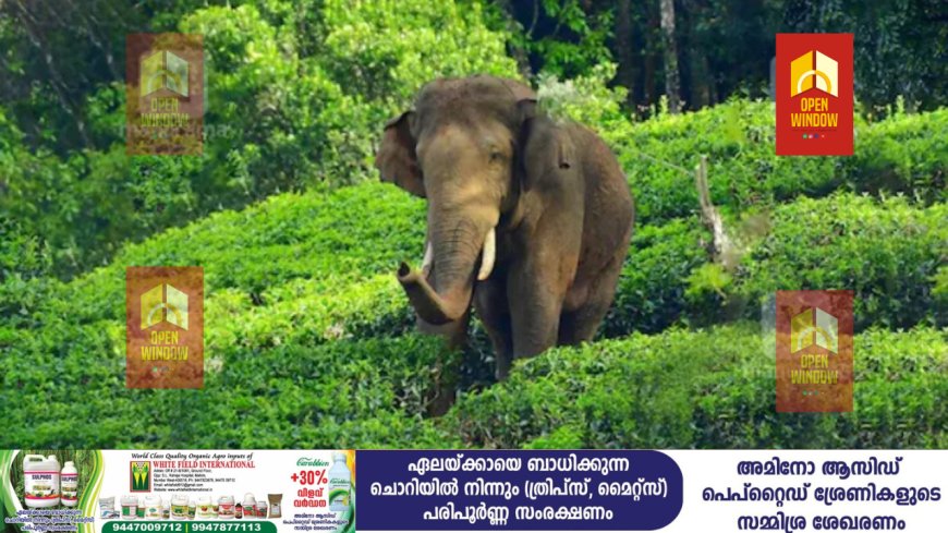 ‘അരിക്കൊമ്പൻ ആരോഗ്യവാൻ; പുതിയ ആനക്കൂട്ടത്തിനൊപ്പം കളക്കാട് മുണ്ടൻതുറൈ വനത്തിൽ തുടരുന്നു’