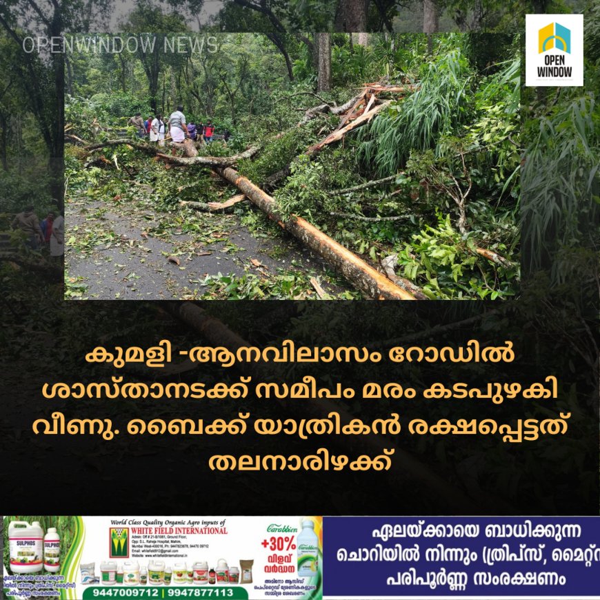 കുമളി -ആനവിലാസം റോഡിൽ ശാസ്താനടക്ക് സമീപം മരം കടപുഴകി വീണു. ബൈക്ക് യാത്രികൻ രക്ഷപ്പെട്ടത് തലനാരിഴക്ക്